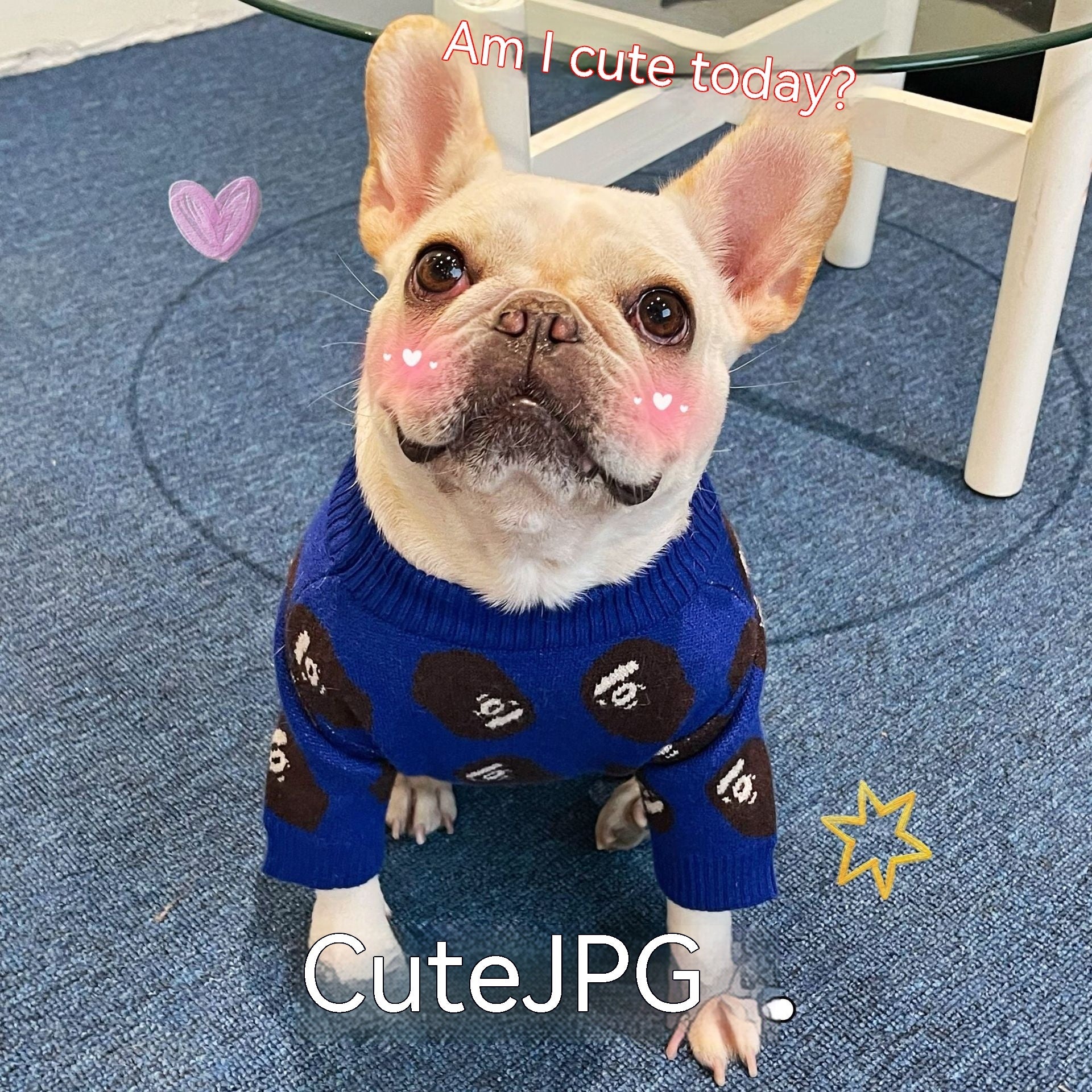 Pet Trendy Brand Popular Clothes Dog