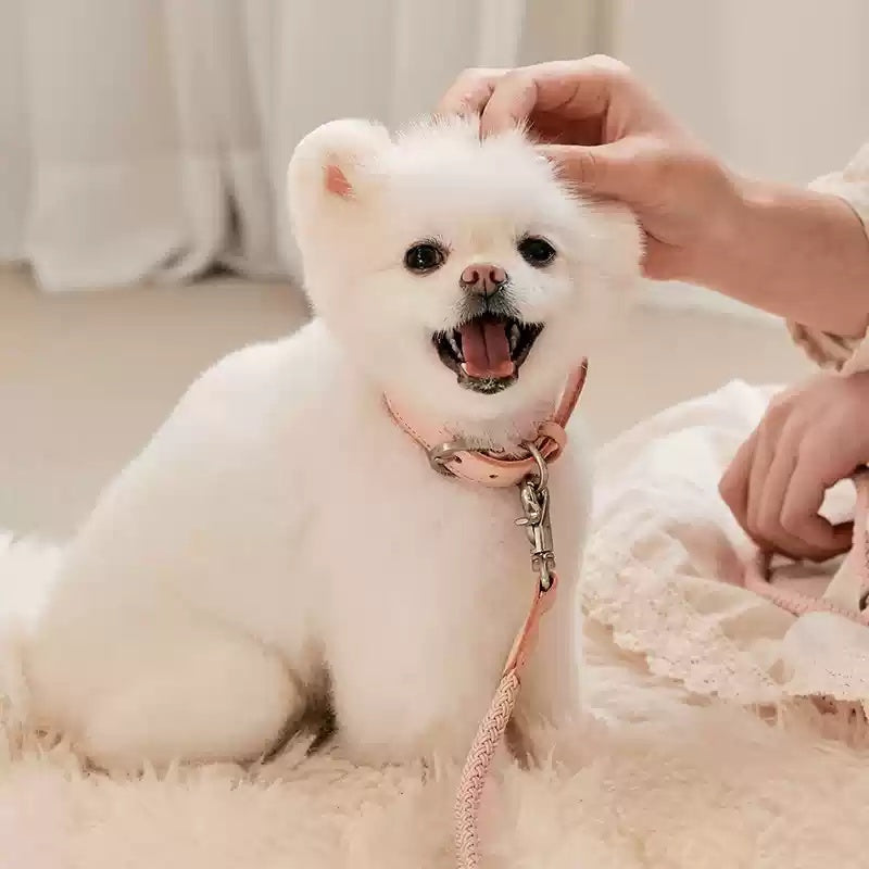 Dog Collar Leather Hand Holding Leash