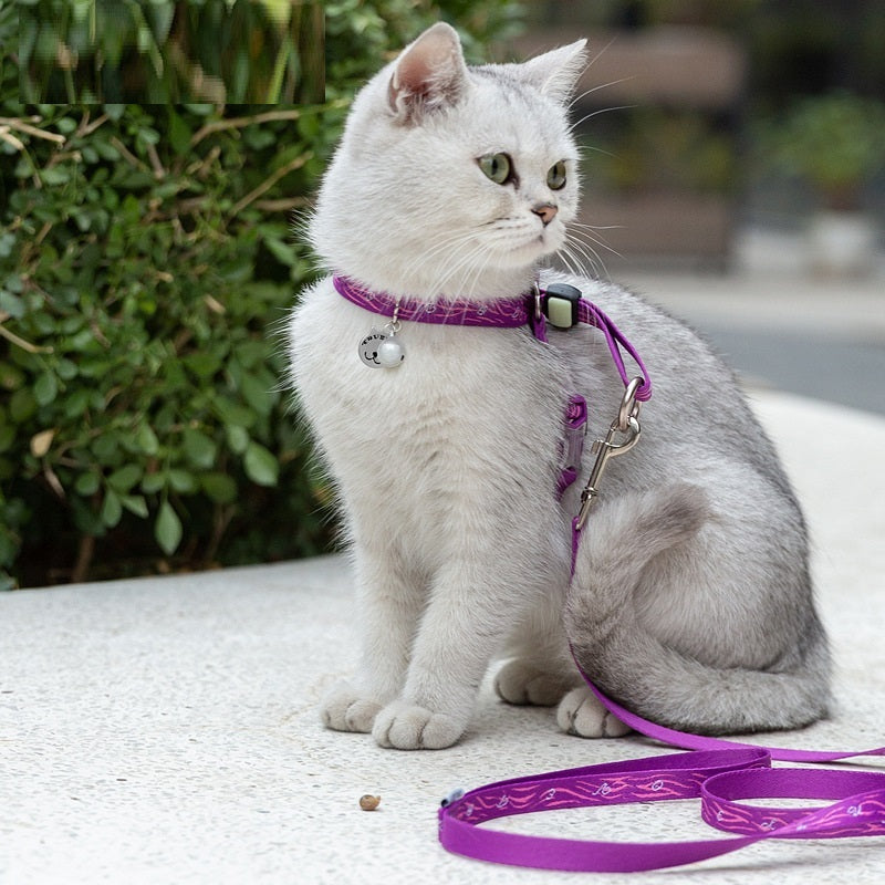 Small Dog Teddy Leash